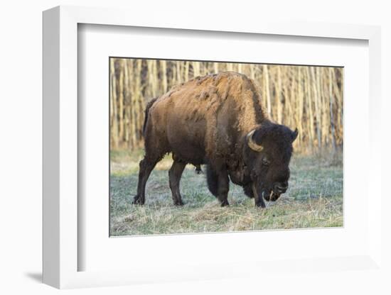 Plains Bison shedding winter fur in Spring, Elk Island National Park, Alberta, Canada-Jon Reaves-Framed Photographic Print