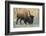 Plains Bison shedding winter fur in Spring, Elk Island National Park, Alberta, Canada-Jon Reaves-Framed Photographic Print