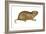 Plains Pocket Gopher (Geomys Bursarius), Mammals-Encyclopaedia Britannica-Framed Art Print