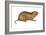 Plains Pocket Gopher (Geomys Bursarius), Mammals-Encyclopaedia Britannica-Framed Art Print