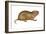 Plains Pocket Gopher (Geomys Bursarius), Mammals-Encyclopaedia Britannica-Framed Art Print