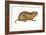 Plains Pocket Gopher (Geomys Bursarius), Mammals-Encyclopaedia Britannica-Framed Art Print