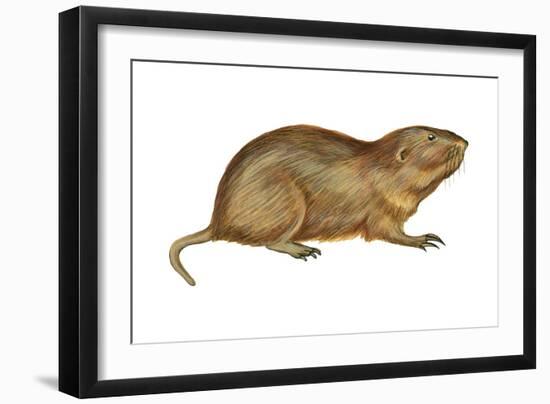 Plains Pocket Gopher (Geomys Bursarius), Mammals-Encyclopaedia Britannica-Framed Art Print