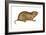 Plains Pocket Gopher (Geomys Bursarius), Mammals-Encyclopaedia Britannica-Framed Art Print