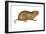 Plains Pocket Gopher (Geomys Bursarius), Mammals-Encyclopaedia Britannica-Framed Art Print