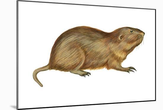 Plains Pocket Gopher (Geomys Bursarius), Mammals-Encyclopaedia Britannica-Mounted Art Print