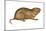 Plains Pocket Gopher (Geomys Bursarius), Mammals-Encyclopaedia Britannica-Mounted Art Print