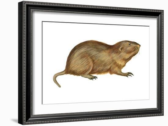 Plains Pocket Gopher (Geomys Bursarius), Mammals-Encyclopaedia Britannica-Framed Art Print