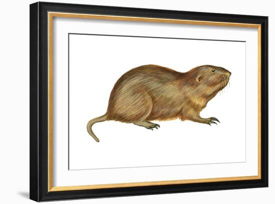 Plains Pocket Gopher (Geomys Bursarius), Mammals-Encyclopaedia Britannica-Framed Art Print