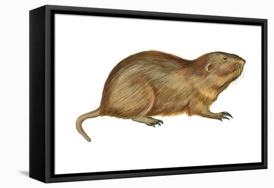 Plains Pocket Gopher (Geomys Bursarius), Mammals-Encyclopaedia Britannica-Framed Stretched Canvas