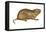 Plains Pocket Gopher (Geomys Bursarius), Mammals-Encyclopaedia Britannica-Framed Stretched Canvas