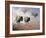 Plains Thunder-Jack Sorenson-Framed Art Print