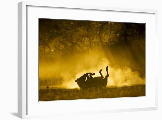 Plains Zebra at Sunset, Moremi Game Reserve, Botswana-Paul Souders-Framed Photographic Print