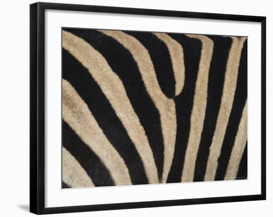 Plains Zebra, Burchell's Zebra, Equus Burchellii, Khwai River, Botswana, Africa-Thorsten Milse-Framed Photographic Print