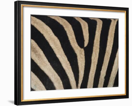 Plains Zebra, Burchell's Zebra, Equus Burchellii, Khwai River, Botswana, Africa-Thorsten Milse-Framed Photographic Print