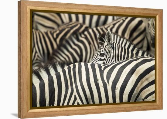 Plains Zebra, Chobe National Park, Botswana-Paul Souders-Framed Premier Image Canvas