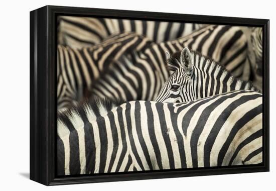Plains Zebra, Chobe National Park, Botswana-Paul Souders-Framed Premier Image Canvas