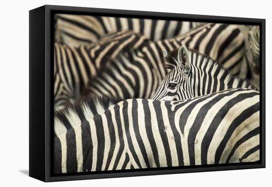 Plains Zebra, Chobe National Park, Botswana-Paul Souders-Framed Premier Image Canvas