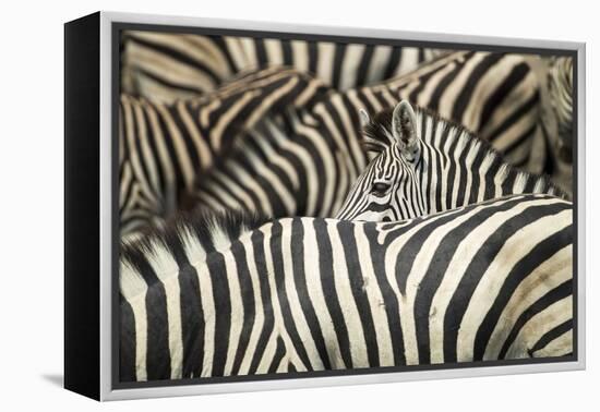 Plains Zebra, Chobe National Park, Botswana-Paul Souders-Framed Premier Image Canvas