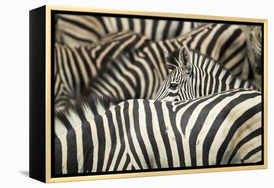 Plains Zebra, Chobe National Park, Botswana-Paul Souders-Framed Premier Image Canvas