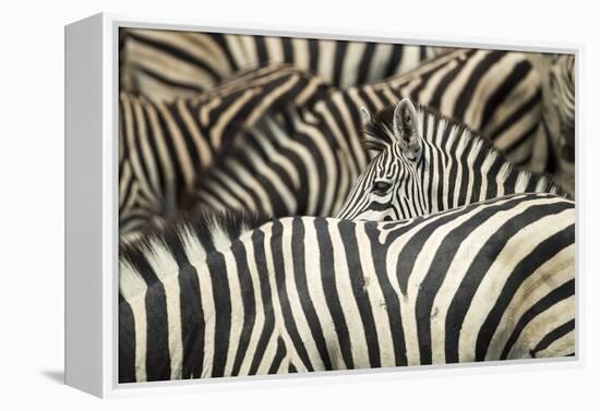 Plains Zebra, Chobe National Park, Botswana-Paul Souders-Framed Premier Image Canvas