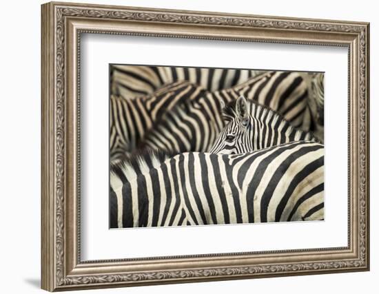 Plains Zebra, Chobe National Park, Botswana-Paul Souders-Framed Photographic Print