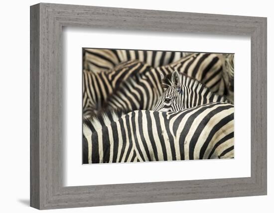 Plains Zebra, Chobe National Park, Botswana-Paul Souders-Framed Photographic Print