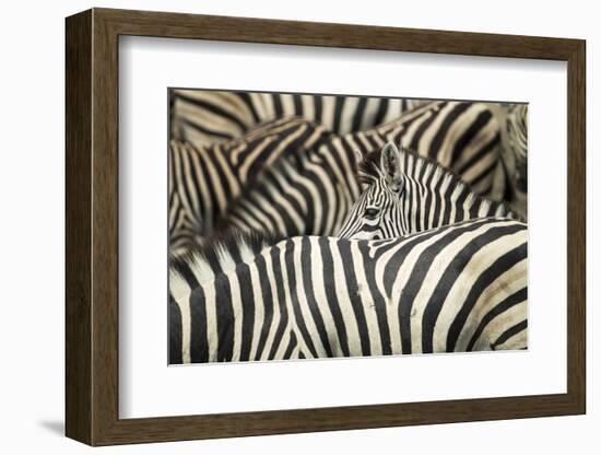 Plains Zebra, Chobe National Park, Botswana-Paul Souders-Framed Photographic Print