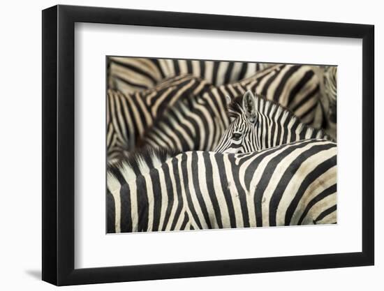 Plains Zebra, Chobe National Park, Botswana-Paul Souders-Framed Photographic Print