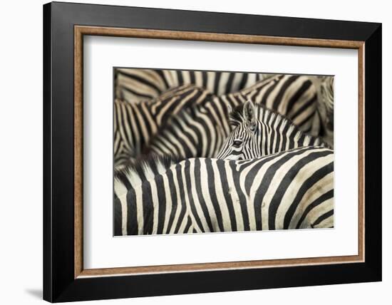 Plains Zebra, Chobe National Park, Botswana-Paul Souders-Framed Photographic Print