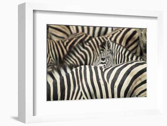 Plains Zebra, Chobe National Park, Botswana-Paul Souders-Framed Photographic Print