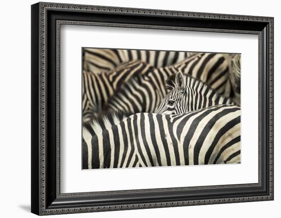 Plains Zebra, Chobe National Park, Botswana-Paul Souders-Framed Photographic Print