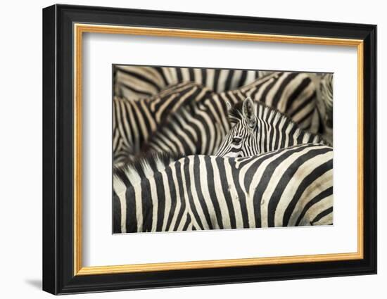 Plains Zebra, Chobe National Park, Botswana-Paul Souders-Framed Photographic Print