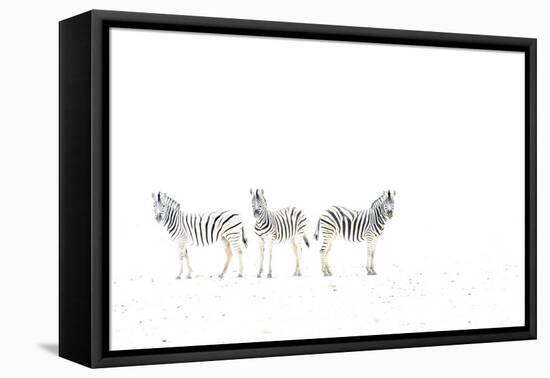 Plains zebra (Equus burchelli) three on dried mud plains, Etosha National Park, Namibia-Emanuele Biggi-Framed Premier Image Canvas