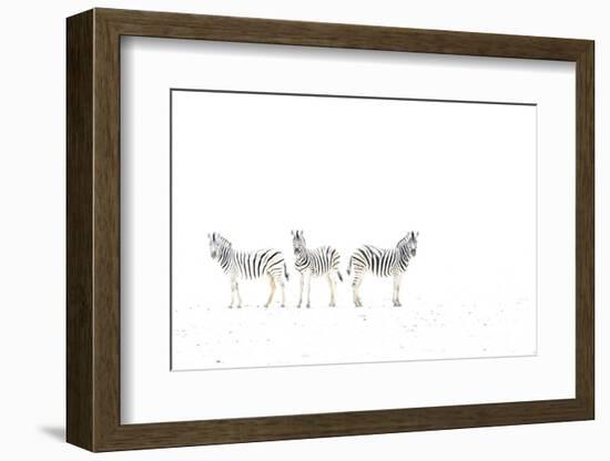 Plains zebra (Equus burchelli) three on dried mud plains, Etosha National Park, Namibia-Emanuele Biggi-Framed Photographic Print