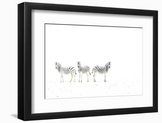 Plains zebra (Equus burchelli) three on dried mud plains, Etosha National Park, Namibia-Emanuele Biggi-Framed Photographic Print