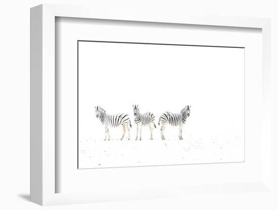 Plains zebra (Equus burchelli) three on dried mud plains, Etosha National Park, Namibia-Emanuele Biggi-Framed Photographic Print