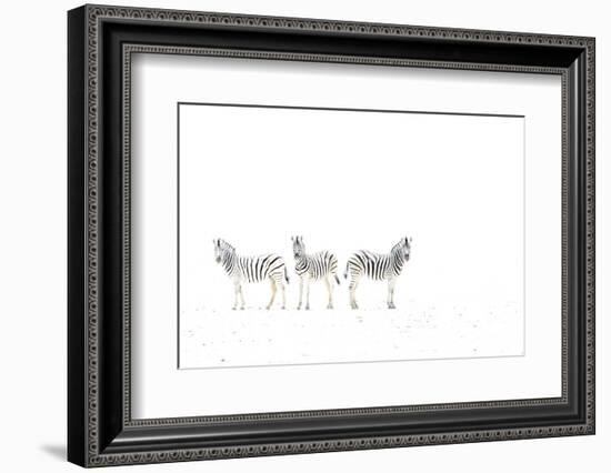 Plains zebra (Equus burchelli) three on dried mud plains, Etosha National Park, Namibia-Emanuele Biggi-Framed Photographic Print