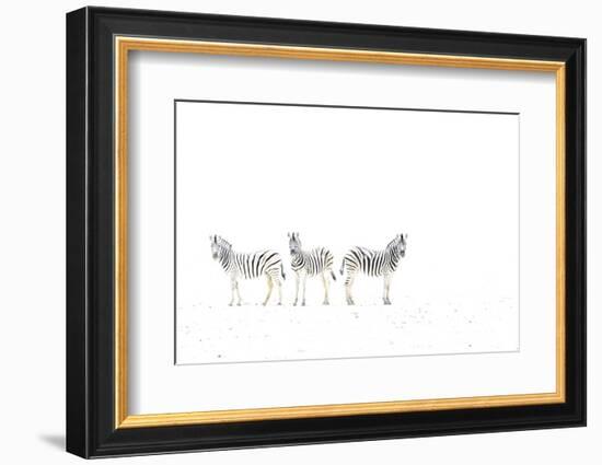 Plains zebra (Equus burchelli) three on dried mud plains, Etosha National Park, Namibia-Emanuele Biggi-Framed Photographic Print