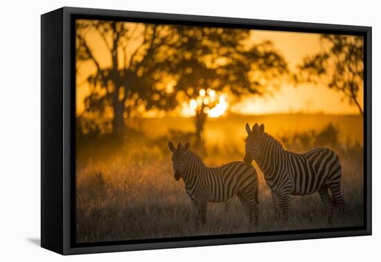 Plains Zebra (Equus Quagga) at Sunset, Savuti Marsh, Botswana-Wim van den Heever-Framed Premier Image Canvas