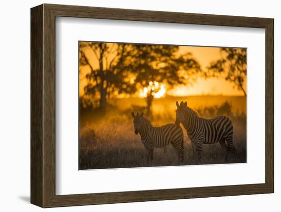 Plains Zebra (Equus Quagga) at Sunset, Savuti Marsh, Botswana-Wim van den Heever-Framed Photographic Print