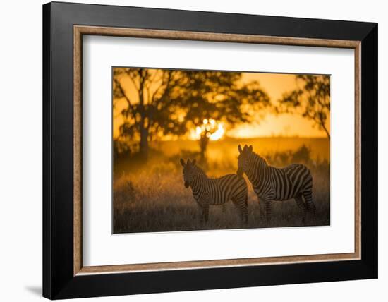 Plains Zebra (Equus Quagga) at Sunset, Savuti Marsh, Botswana-Wim van den Heever-Framed Photographic Print