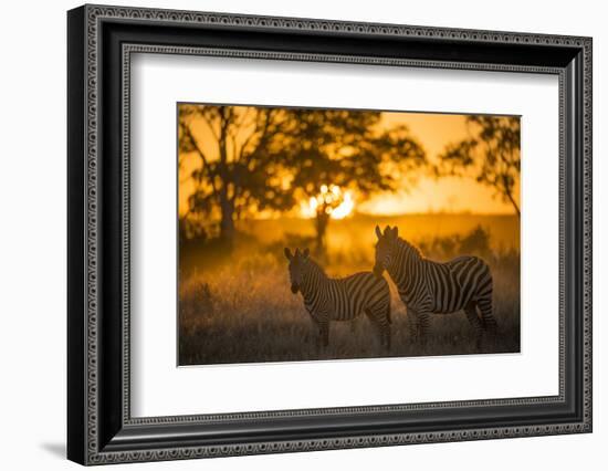 Plains Zebra (Equus Quagga) at Sunset, Savuti Marsh, Botswana-Wim van den Heever-Framed Photographic Print