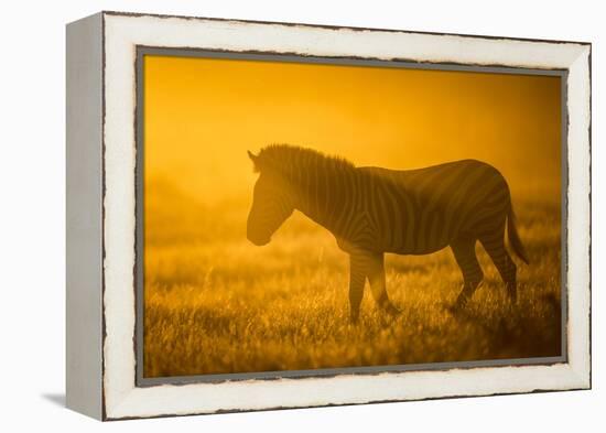 Plains Zebra (Equus Quagga) at Sunset, Savuti Marsh, Botswana-Wim van den Heever-Framed Premier Image Canvas