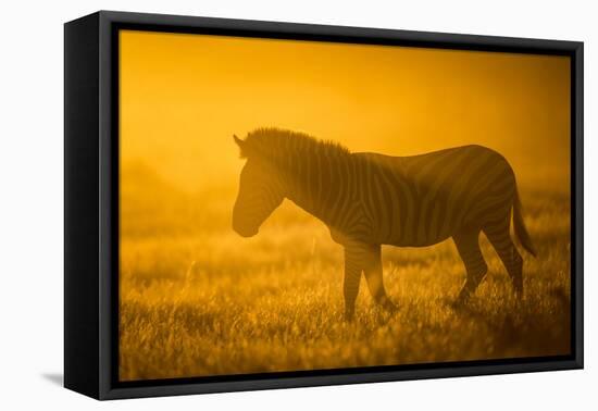 Plains Zebra (Equus Quagga) at Sunset, Savuti Marsh, Botswana-Wim van den Heever-Framed Premier Image Canvas