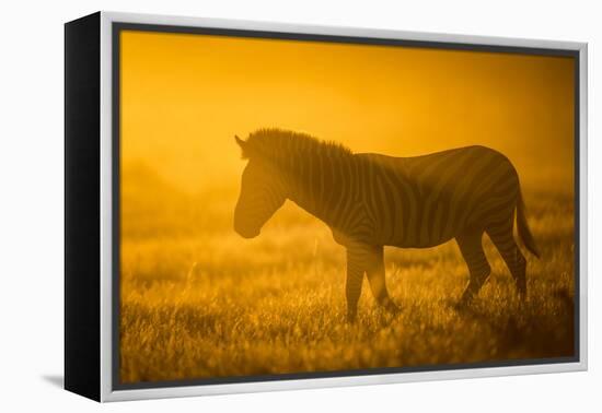 Plains Zebra (Equus Quagga) at Sunset, Savuti Marsh, Botswana-Wim van den Heever-Framed Premier Image Canvas