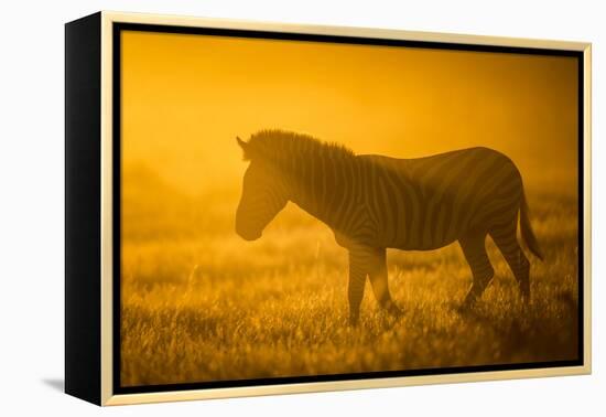 Plains Zebra (Equus Quagga) at Sunset, Savuti Marsh, Botswana-Wim van den Heever-Framed Premier Image Canvas