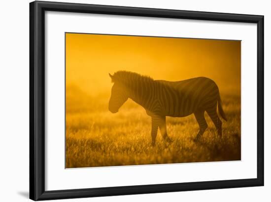 Plains Zebra (Equus Quagga) at Sunset, Savuti Marsh, Botswana-Wim van den Heever-Framed Photographic Print