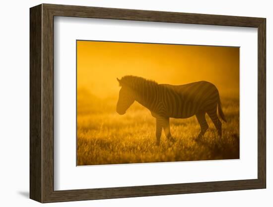 Plains Zebra (Equus Quagga) at Sunset, Savuti Marsh, Botswana-Wim van den Heever-Framed Photographic Print