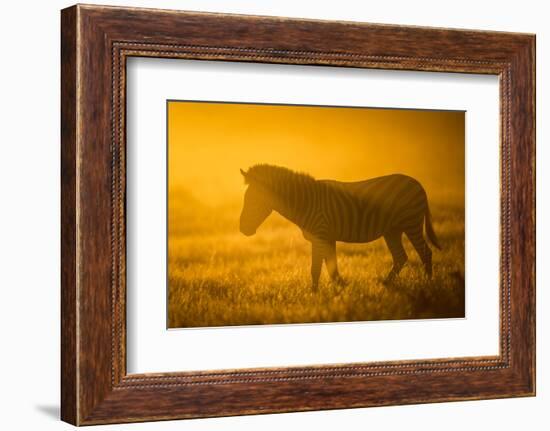 Plains Zebra (Equus Quagga) at Sunset, Savuti Marsh, Botswana-Wim van den Heever-Framed Photographic Print